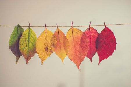 image of leaves on a piece of string